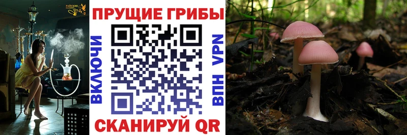 Псилоцибиновые грибы Cubensis цена наркотик Няндома